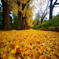 Autumn Leaf Live Wallpapers скриншот 3