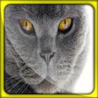 Cat Puppy Live Wallpapers icono
