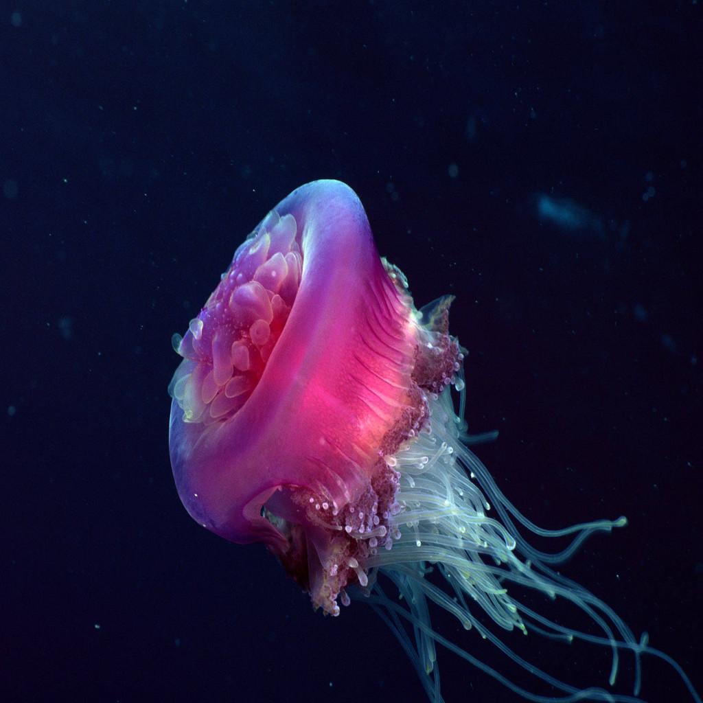 Медуза. Медуза которая вызывает чувство надвигающейся гибели. У медузы есть мозги