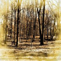 Tree Woods Wallpapers 스크린샷 3