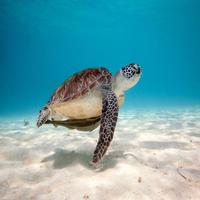 Turtle Great Live Wallpapers 截图 1