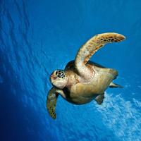 Turtle Great Live Wallpapers 截图 2