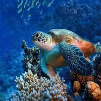 Turtle Great Live Wallpapers 截图 3
