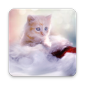 Cute Cat Wallpapers