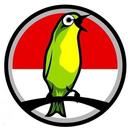 Tips Burung Kicauan APK