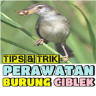 Tips & Trik Perawatan Burung Ciblek-icoon