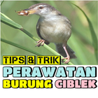 Tips & Trik Perawatan Burung Ciblek アイコン