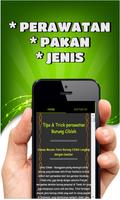 Tips & Trik Perawatan Burung Ciblek screenshot 1