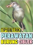 Tips & Trik Perawatan Burung Ciblek capture d'écran 3