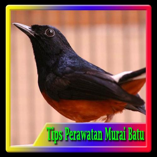 1001 Tips Perawatan Murai Batu For Android Apk Download