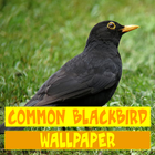 Common Blackbird Wallpaper ไอคอน