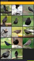 پوستر Common Blackbird Wallpaper