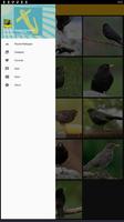 برنامه‌نما Common Blackbird Wallpaper عکس از صفحه