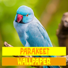 Parakeet Bird Wallpaper icon
