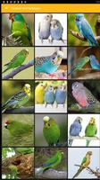 Parakeet Bird Wallpaper poster