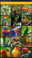 Parrot Wallpaper پوسٹر