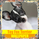 Toy Fox Terrier Dog Wallpaper APK
