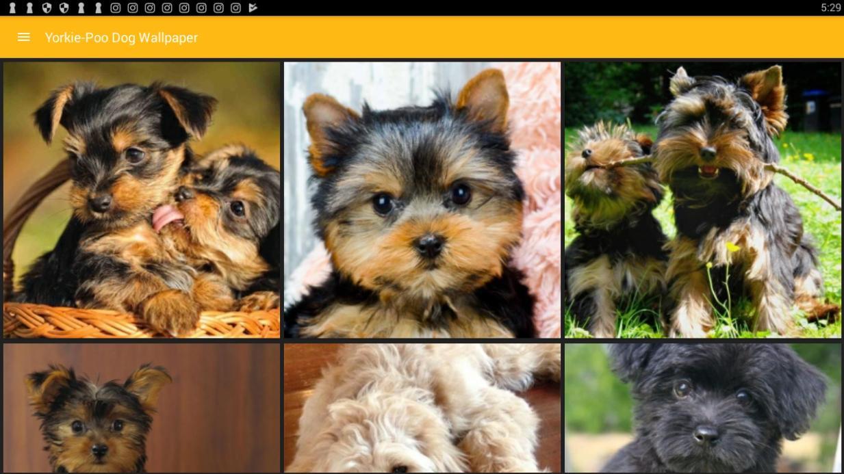Yorkie Poo Dog Wallpaper For Android Apk Download - poop dog roblox