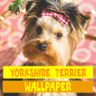 Yorkshire Terrier Dog Wallpaper