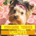 Yorkshire Terrier Dog Wallpaper icon