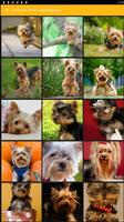 Yorkshire Terrier Dog Wallpaper poster