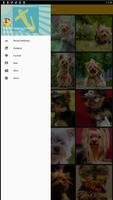 Yorkshire Terrier Dog Wallpaper screenshot 1
