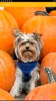 Yorkshire Terrier Dog Wallpaper screenshot 2