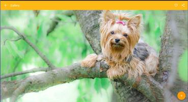 Yorkshire Terrier Dog Wallpaper screenshot 3