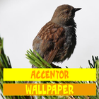 Accentor Birds Wallpaper icon