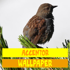 Papier peint Oiseaux Accentor icône