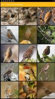 Papier peint Oiseaux Accentor Affiche