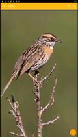 Accentor Birds Wallpaper screenshot 1