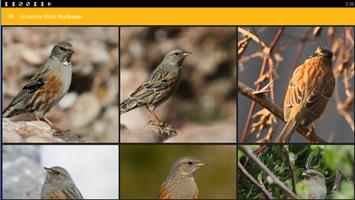 Papier peint Oiseaux Accentor capture d'écran 3