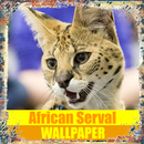 African Serval Cat Wallpaper APK