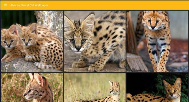 Papier Peint Chat Africain Serval Pour Android Telechargez L Apk