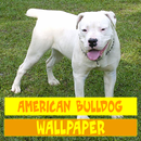 American Bulldog Wallpaper APK