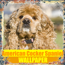American Cocker Spaniel Dog Wallpaper APK