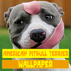 American Pitbull Terrier Dog Wallpaper icon