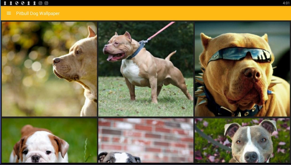 Android için Amerikan Pitbull Terrier Köpek Duvar Kağıdı APK�yı İndir