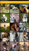 American Pitbull Terrier Dog Wallpaper screenshot 1