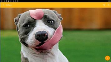 American Pitbull Terrier Dog Wallpaper screenshot 3