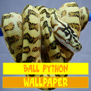 Bóng Python Rắn Bò Sát Hình Nền APK