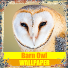 Icona Barn Owl Birds Wallpaper