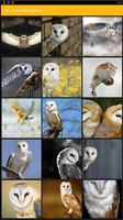 Barn Owl Birds Wallpaper पोस्टर