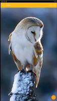 Barn Owl Birds Wallpaper 截圖 2