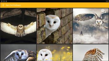 Barn Owl Birds Wallpaper スクリーンショット 3
