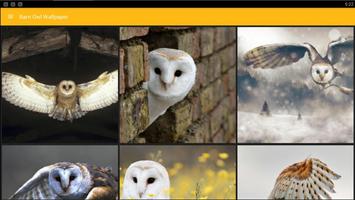 Barn Owl Birds Wallpaper 截图 3