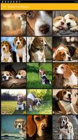 Beagle Dog Wallpaper bài đăng