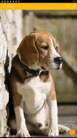 Beagle Dog Wallpaper ảnh chụp màn hình 1