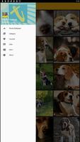 Beagle Dog Wallpaper ảnh chụp màn hình 2